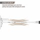 APACS Finapi 232 Badminton Racquet (Unstrung, White)
